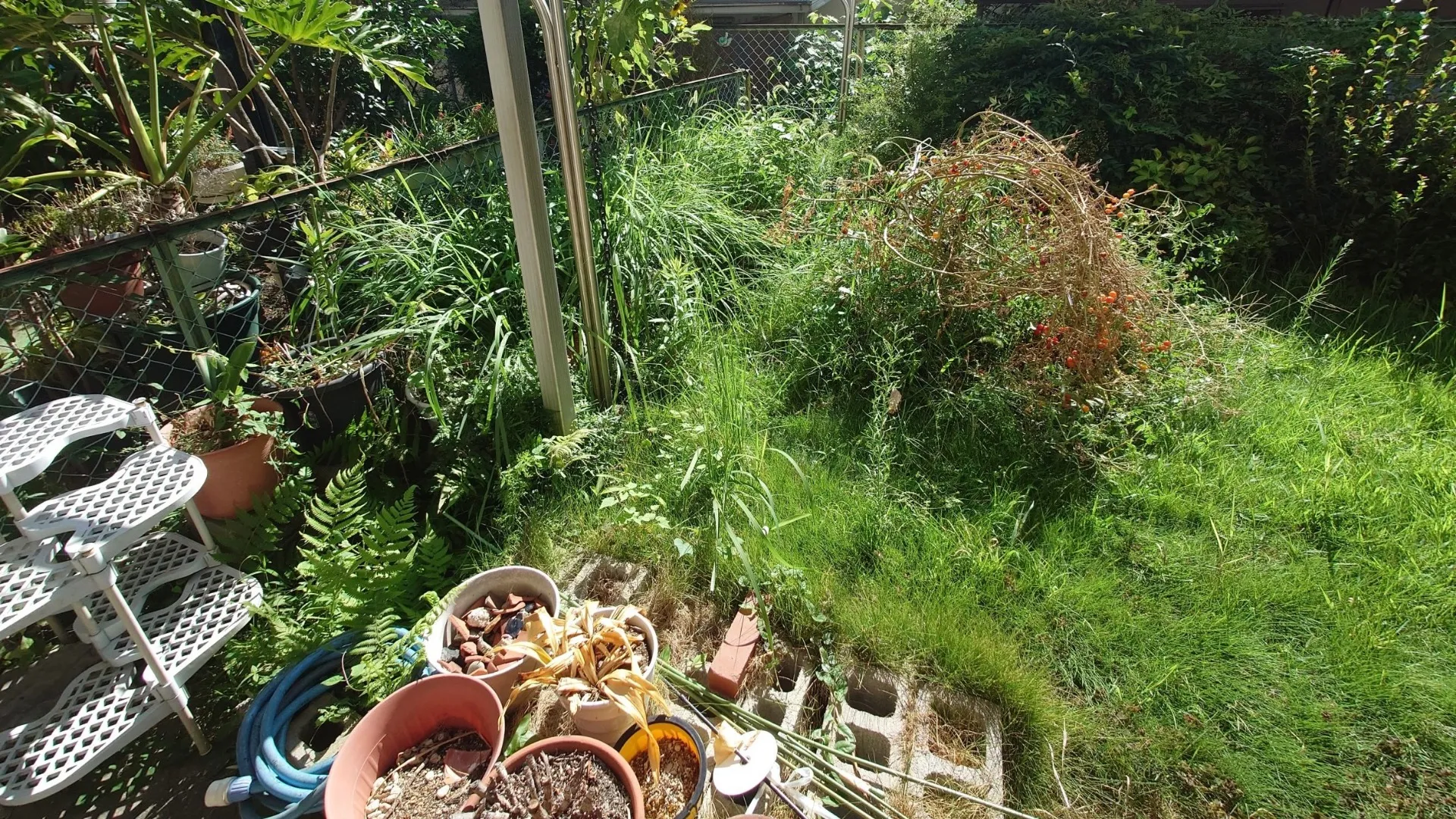お庭の草木が生い茂っていました