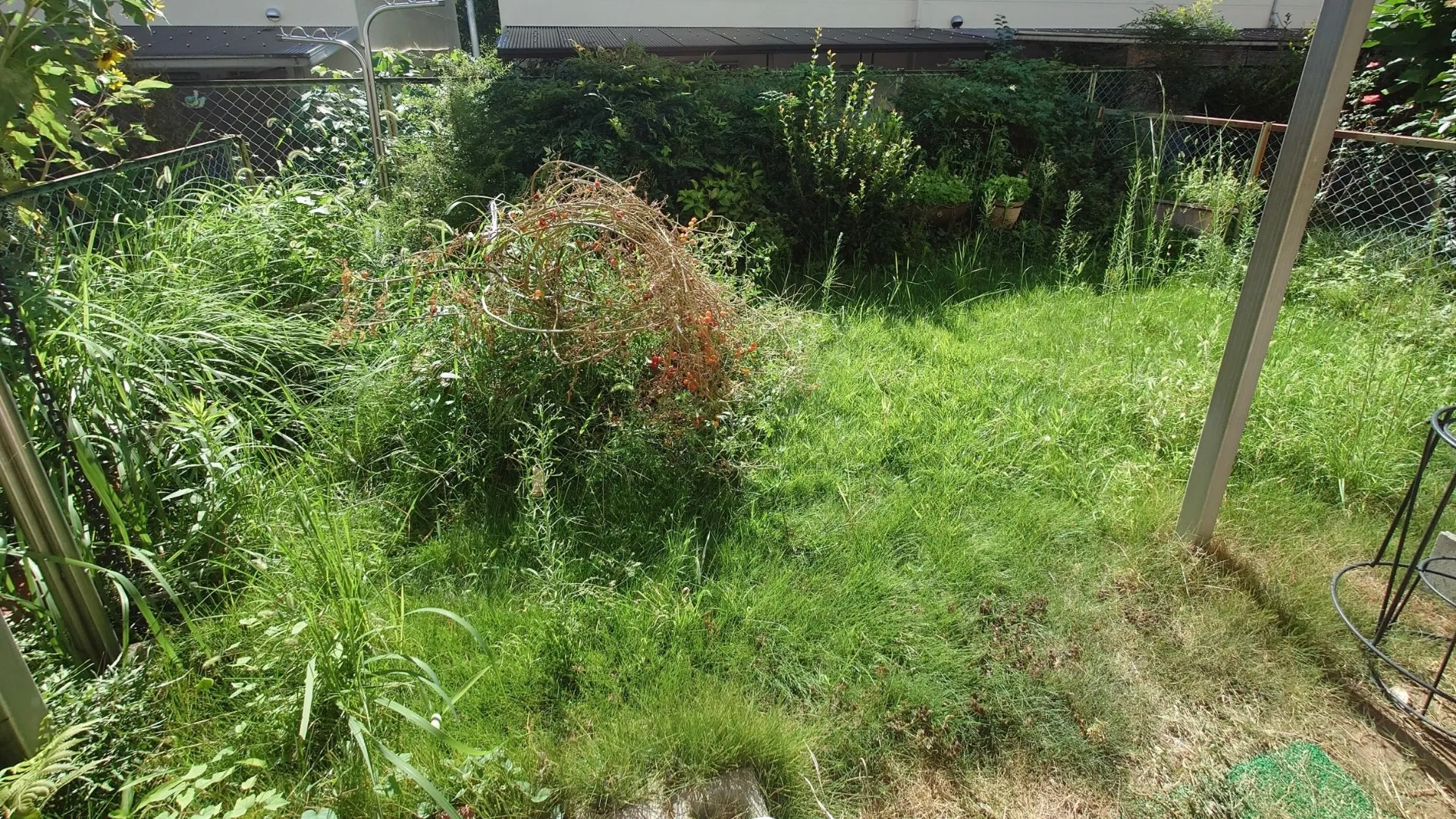 奥の柵まで雑草が絡みついていました。