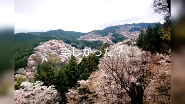 吉野山に皆で行った。